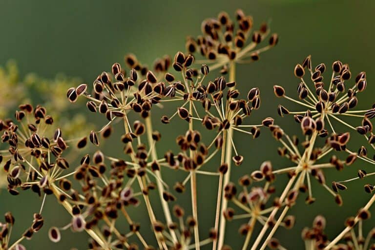 How To Harvest Dill Without Killing The Plant?
